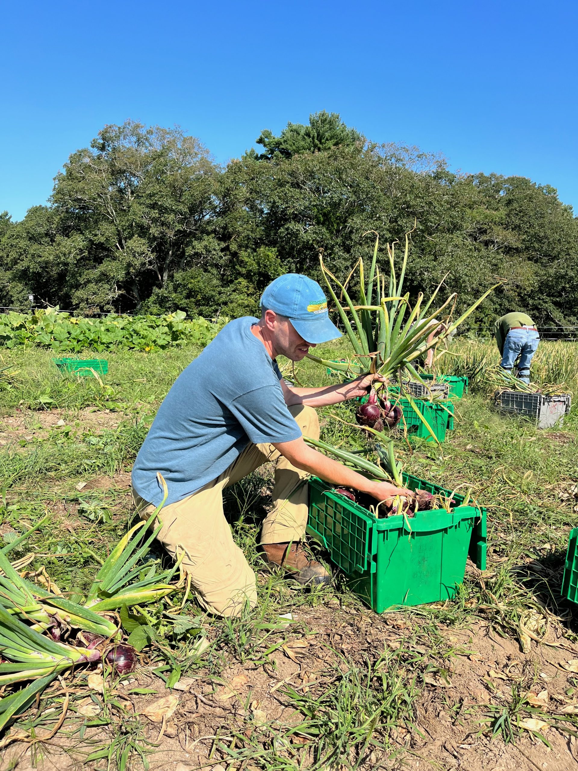 volunteer harvesting onions